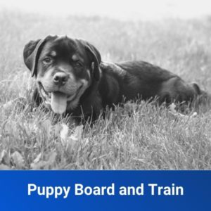 2 Week Puppy Board & Train Program